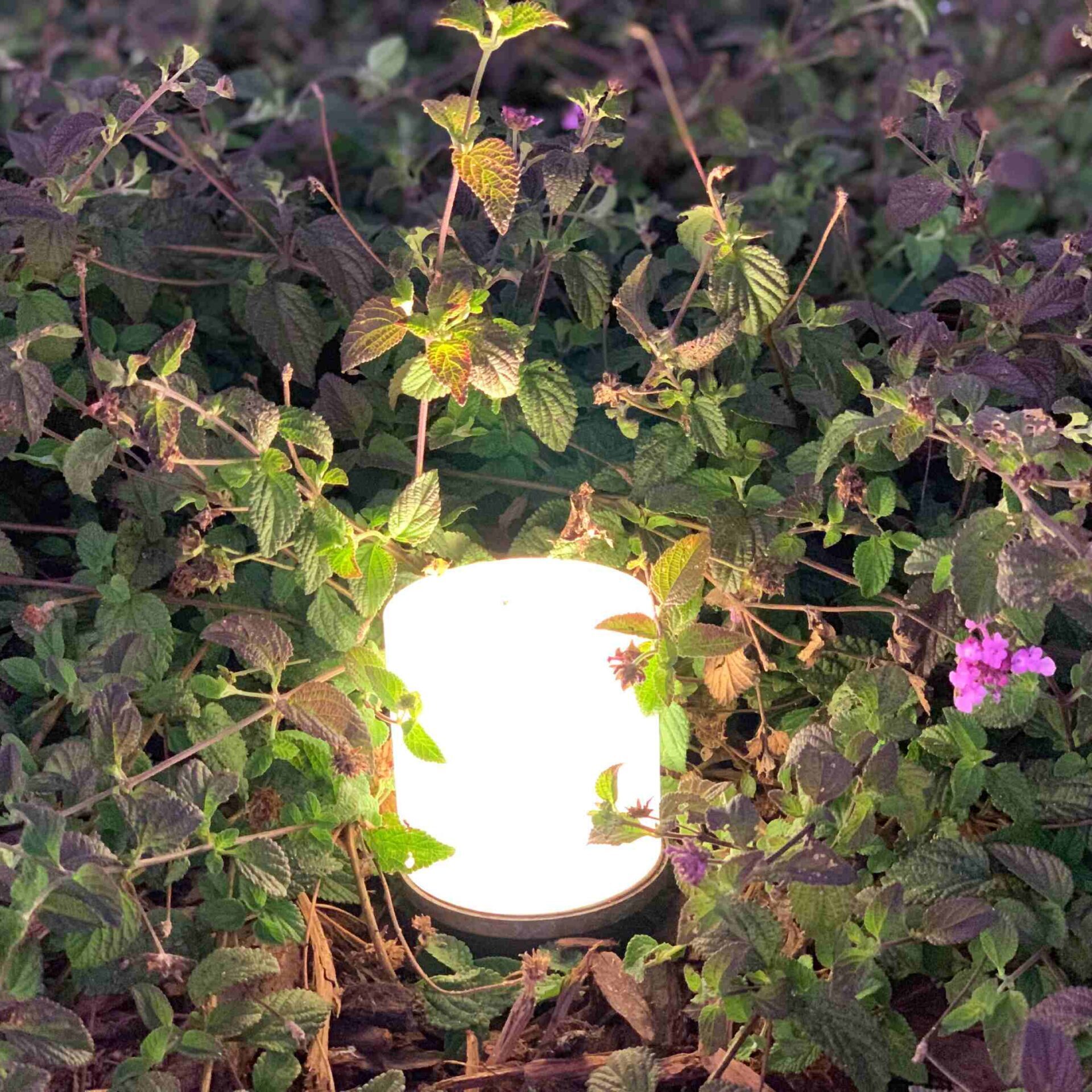 A lamp in between the leaves